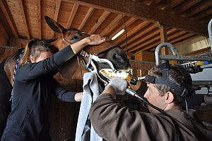 Pferde Tierarzt Zahnkontrolle