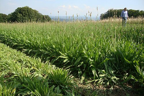 blühendes Spitzwegerichfeld