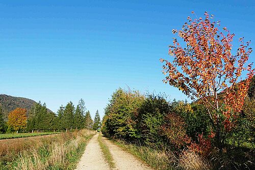 Bunte Hecke am Weg im Herbst