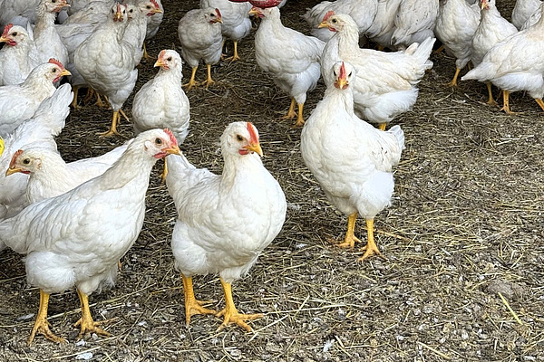 Männliche Hühner in einem Stall. 