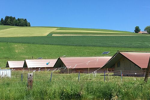Vier Biopouletställe am Fuss eines Hügels mit Feldern und blauem Himmel