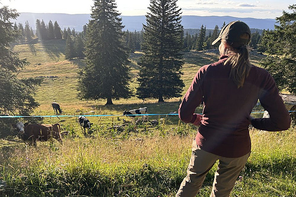 Alice Dind schaut von einer Anhöhe auf eine Herde Kühe.