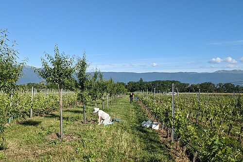 Rebbberg mit einer Reihe anderer Bäume, unter deren Stamm eine Person eine Erdprobe entnimmt.