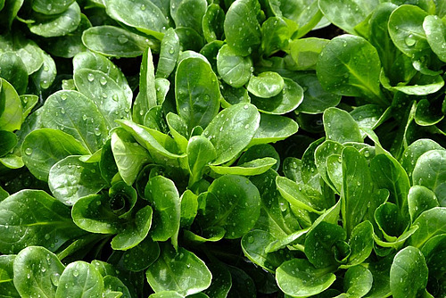 Nahaufnahme von Nüsslisalat.