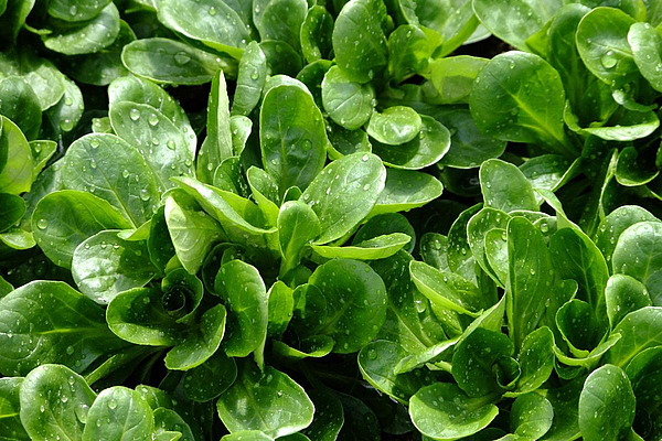 Nahaufnahme von Nüsslisalat.