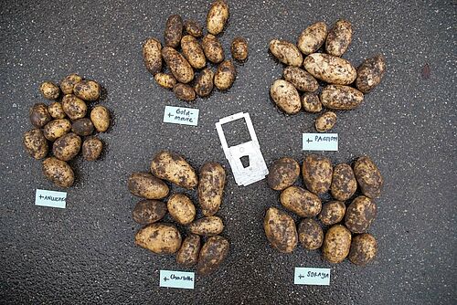 frisch gegrabene Kartoffelknollengruppen auf Tisch