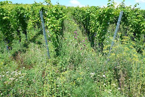 Reben mit viel blühender Begleitflora