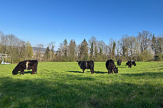 Schwarze Galloways auf einer Weide.
