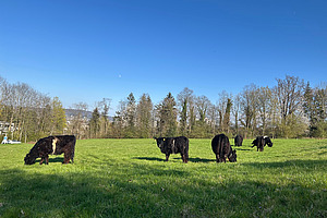 Schwarze Galloways auf einer Weide.