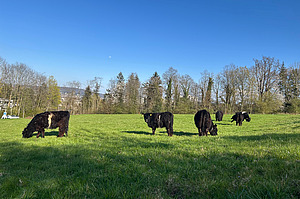 Dauernd im Freien Schwarze Galloways auf einer Weide.