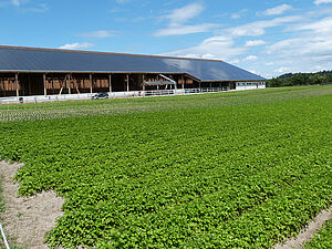 Ein Pimpinella-Feld auf flachem Gelände , im Hintergrund ein moderner Stall.