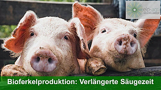 Scrennshot des Videos, zwei Ferkel schauen in die Kamera.