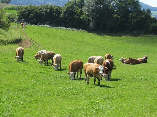 Mastrinder auf der Weide