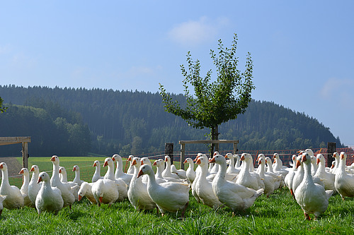 Eine Gruppe von Gänsen auf einer grünen Wiese unter einem Baum.