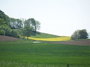 Agrarlandschaft im Kanton Waadt mit einem blühenden Rapsfeld