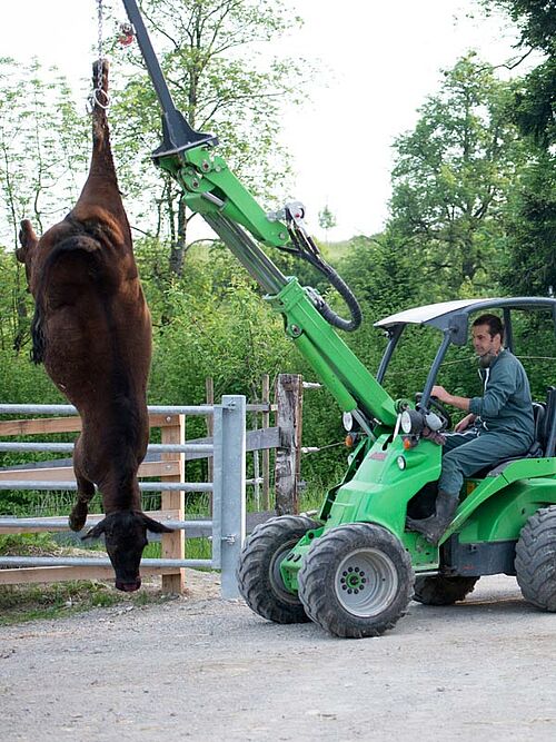 Landwirt bei seinen Mastrindern auf der Weide
6 Rinder stehen ruhig im Auslauf
Mann auf der Kanzel mit Gewehr im Anschlag
Betäubtes Rind am Arm des Hofladers
Betäubtes Tier am Ausblugen, aufgehängt am Arm des Hofladers
Hoflader setzt das tote Tier