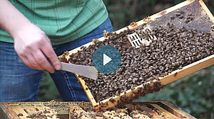 Imker mit Bienenwabe voller Bienen