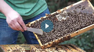 Imker mit Bienenwabe voller Bienen