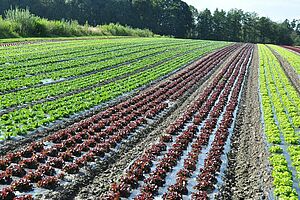 Salatkulturen auf Mulchfolie in langen Beeten, einige Beet mit roten Salatpflanzen, die mehrzahl mit grünen Salatpflanzen