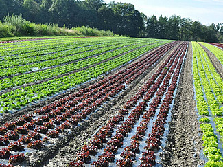 Salatkulturen auf Mulchfolie in langen Beeten, einige Beet mit roten Salatpflanzen, die mehrzahl mit grünen Salatpflanzen