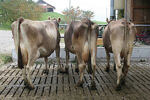 Drei Kühe mit unterschiedlichen Körperkonditionen werden von hinten betrachtet.