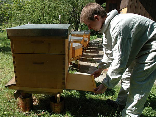 Knabe beim Auszählen des Varroa-Totefalls an freistehendem Bienenstock.