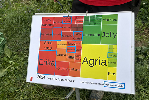 Grafik mit unterschiedlichen Sorten, krautfäuleanfällige sind rot, krautfäuleresistente grün eingefärbt, virustolerante Sorten zusätzlich blau umrandet.