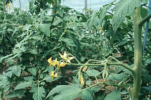 Blühende Tomatenstaude im Gewächshaus