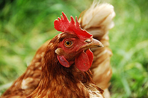 Braun gefiedertes Huhn mit rotem Kamm.