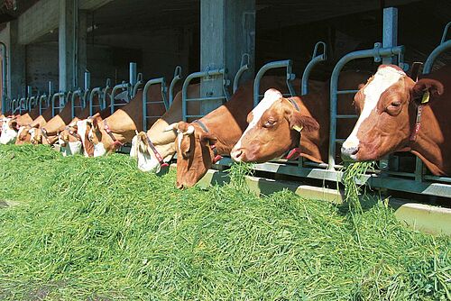 Kühe in Laufstall beim Fressen von Gras