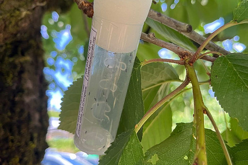 Röhrchen mit Schlupfwespen der Art Ganaspis kimorum hängt in einem Kirschbaum. Die Nützlinge werden im Rahmen eines Projekts zur biologischen Bekämpfung der Kirschessigfliege freigesetzt.