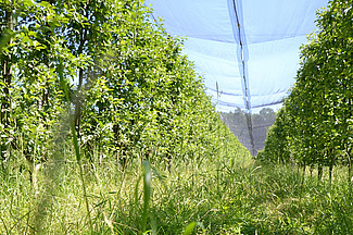Die Aufnahme zeigt eine Reihe von Apfelbäumen in einer Obstplantage unter einem Netz. Im Vordergrund ist hellgrünes, hochwachsendes Gras zu sehen.