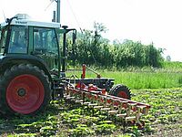 Fendt Geräteträger beim Hacken der 15 cm hohen Sonnenblumen