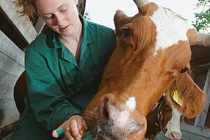 Eine Tierärztin verabreicht einer Kuh ein Medikament mittels Spritze.