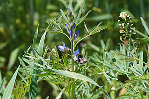 Nahaufnahme einer blauen Lupinenblüte mit einer Hummel, umgeben von grünen Blättern