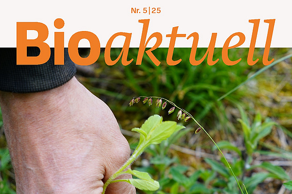 Titelseite Bioaktuell 5|25: Nahaufnahme einer Hand, die ein junges Berufskraut hält.