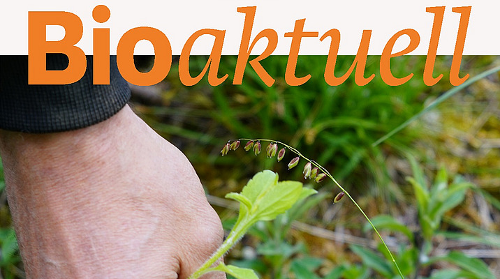 Titelseite Bioaktuell 5|25: Nahaufnahme einer Hand, die ein junges Berufskraut hält.