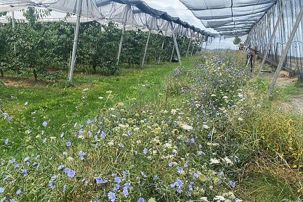 Blühender Streifen zwischen zwei Kirschenanlagen.