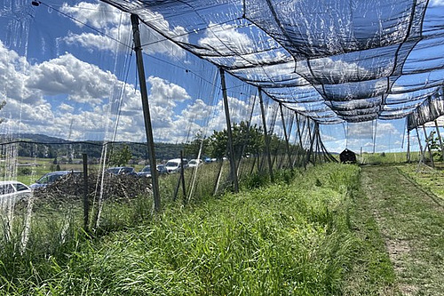 Grüner Streifen unter der eingenetzten Kirschenanlage.