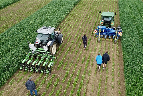 Zwei Traktoren mit Hackmaschinen arbeiten nebeneinander auf einem Feld, begleitet von vier Personen zwischen jungen Pflanzreihen.