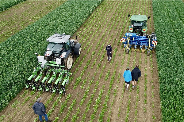 Zwei Traktoren mit Hackmaschinen arbeiten nebeneinander auf einem Feld, begleitet von vier Personen zwischen jungen Pflanzreihen.