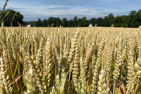 Weizenfeld.