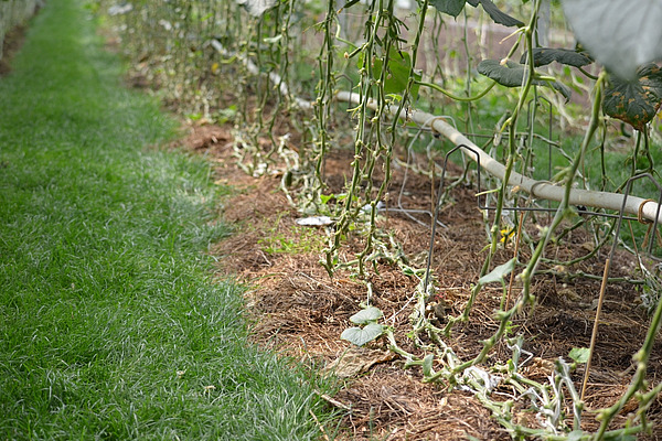 Auf dem Bild sind Gurkenpflanzen zu sehen, unter denen eine Mulchschicht angelegt ist. Zwischen den Reihen wächst Gras. 
