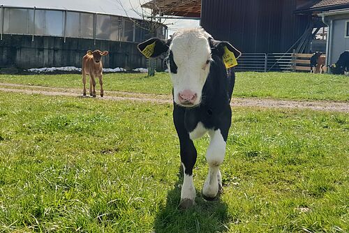 Zwei Kälber stehen auf einer Wiese vor Hofgebäuden und schauen in die Kamera.