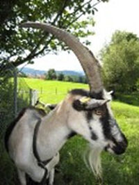 Pfauenziegenkopf mit sehr langen Hörnern