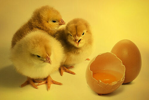 Drei Küken neben einem aufgeschlagenem und einem ganzem Ei
