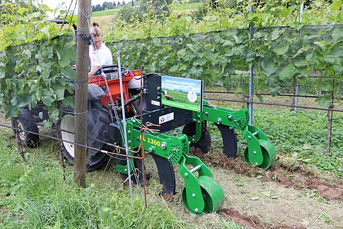 Ein Kleintraktor mit Fahrer zieht ein grünes Bodenbearbeitungsgerät zwischen zwei Reihen einer Spezialkultur durch.