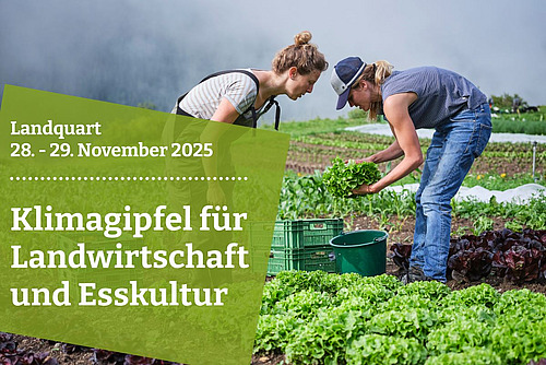 Zwei Frauen bei der Salaternte auf einem Feld.