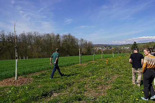 Ein Feld mit frisch gepflanzten Bäumen wird besichtigt von einer Menschengruppe. 