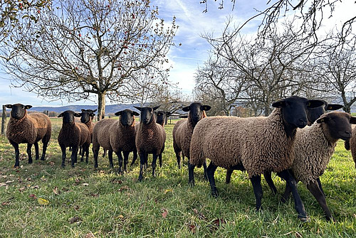 Schafe auf einer Weide.